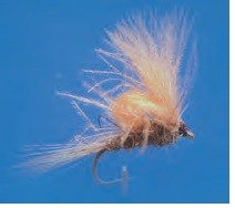 EMERGENTE OREJA DE LIEBRE