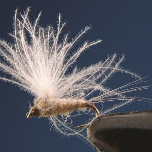 EFEMERA PALE SIN MUERTE